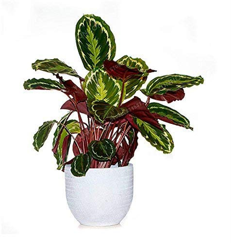 SwansGreen Lot de 50 graines de calathea très rares de Thaïlande - Paon de vacances - Faible lumière - Haute humidité - Facile à cultiver - Décorations de jardin