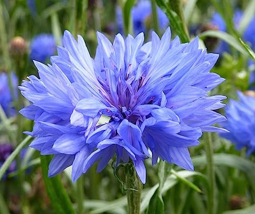 Wildflower Cornflower Centaurea cyanusr Double Blue Flower Seeds annuals Flower Seeds 100g UK