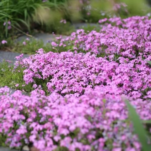 semi di phlox - phlox tappezzante resistenti esterno in vaso decorazione organica per balcone balcone in vaso ornamentali per zone 550semi