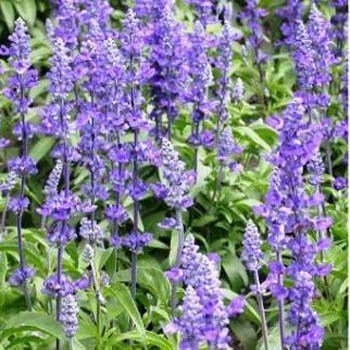 Graines de sauge bleue Salvia: PAQUET DE 100 GRAINES