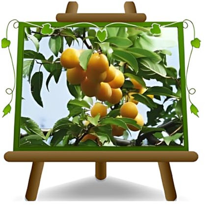 EURO PLANTS VIVAI Prunier Shiro Goutte d'or plante fruitière ancienne en pot 20 cm hauteur 150~170 cm - Âge 2 ans