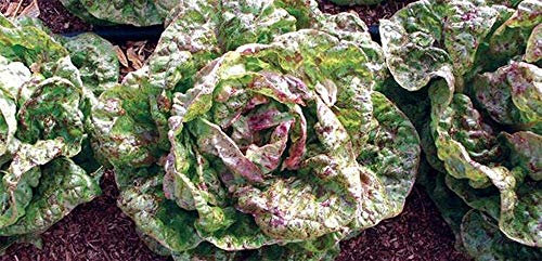 Viridis Hortus - Lettuce Freckles 1,000 (1g) Vegetable/Fruit Seeds