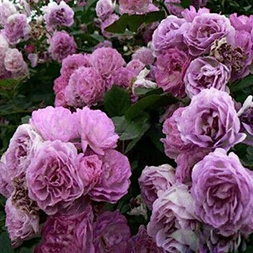 lamphle 500 Unids/bolsa Semillas de Rosas Trepadoras Perenne Fácil de Producir Semillas de Flores en Macetas de Múltiples Colores Decoración de Jardín Flor Árbol Frutal Semillas de Hierba Vege