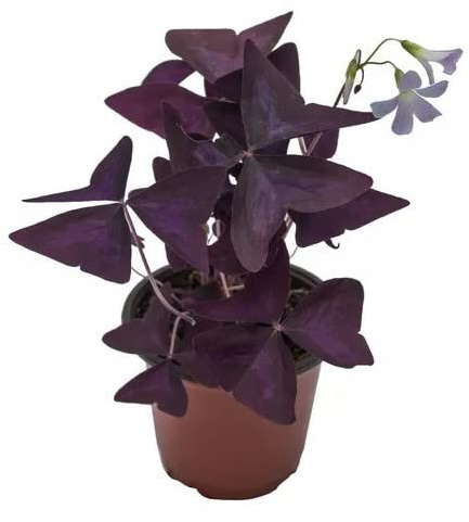 Oxalis Triangularis Planta Natural Conocida como Trébol Morado