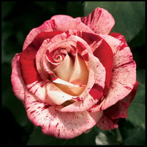 Rosa Híbrida/Rosa/Rizoma/Resistente al Frío/Decorativa/Jardín/En Maceta/Fácil de Cuidar-2 Rizoma-G