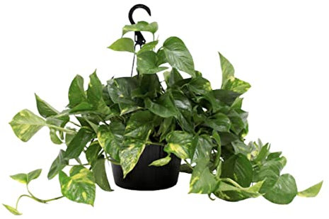 Golden Pothos Epipremnum aureum - Devils Ivy Plant in 15cm Hanging Pot