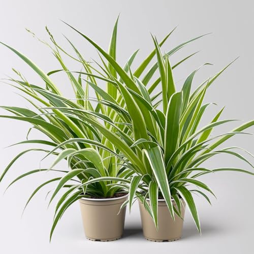 Grünlilie 'Irish', grün-weiß, Topf-Ø 12 cm, 2 Pflanzen