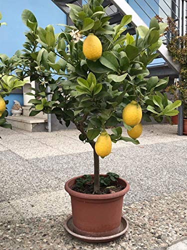 Pianta di Limone di 12 anni con frutti in vaso ø35/40 cm Agrumi di Sicilia FOTO REALI Vivaio di Castelletto