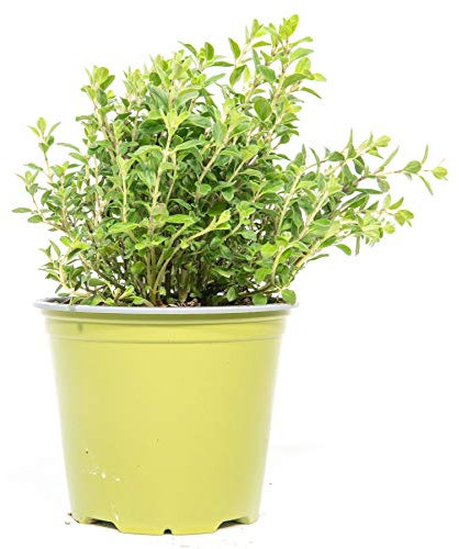 mgc24 Majoran, echte frische Kräuter Pflanzen im 14cm Topf, Origanum majorana, Höhe ca. 10cm, 3 Stück