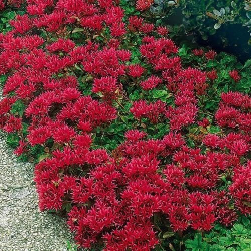 Sedum- (Sedum spurium) estive Gloria, 50 semi