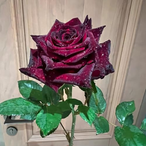 semillas resistentes de rosal - balcón, perennes Rosas trepadoras para exterior, 30pcs