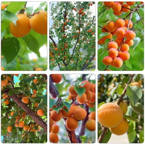 Aprikosenbaum balkonpflanzen winterhart hochbeete für garten exotische zimmerpflanzen säulenobstbäume dachbegrünung gewächshaus balkon kletterpflanze zimmerbonsai bonsai baumsamen 10samen