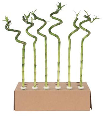 Plant in a Box - Dracaena Sanderiana - Set of 6 - Lucky Bamboo - ⌀2cm - Height 40-50cm