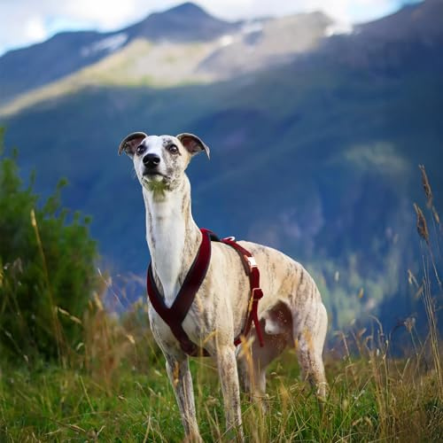 EDEL&SCHNELL Whippet Galgo Greyhound Windhund Hundegeschirr dunkelrot Größe XXS Geschirr für kleine Hunde aus Samt