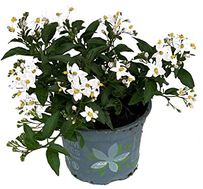 Jazmín Solano o Flor de Sandiego Natural Planta con Flores de Exterior