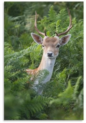 Fallow Deer Fern Jungles Room Aesthetics Posters Canvas Posters Bedroom Decoration Sports Office Decoration Gifts Wall Art Decoration Printing Posters 16x24inchs(40x60cm)