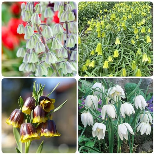 Bulbi di Crown Imperial, giardino farfalle per luoghi soleggiati vecchie varietà da balcone bulbi di primaverili regali per giardinieri serre da balcone 15pcs