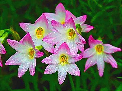 Bulbe de giglio de la pioggia - Ornements incroyables de fleurs en couleur parfumée fraîche pour balcon Décoration-15 lampes:Graines