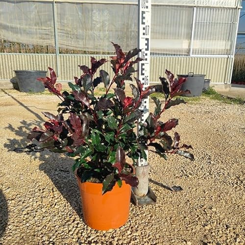 Pianta Photinia Magical Volcano