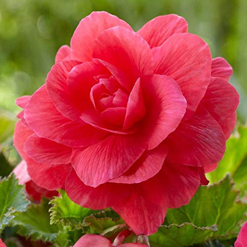 Ultrey Seed House - 100 Pieces Fragrance Begonia Bulbs Flower Seeds Hanging Basket Begonia Collection one of The Most Popular perennials for Shade!