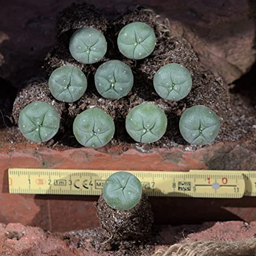10x Lophophora williamsii peyote, Durchmesser mind. 2cm, ausgetopft