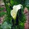 Zantedeschia Bulbi - Ideali per I Tuoi Giardini,Bulbi di Calla Freschi per Giardini e Vasi, Ideali per Fioriture Eleganti,calla lily bulb-2 Bulbi
