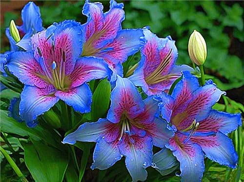 Bellissimo Rizoma Di Giglio, Resistenti Al Freddo E Alla Siccità, Facile Da Coltivare, Splendide esposizioni in giardino-4 rizoma-D