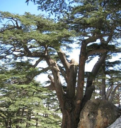Libanon-Zeder Samen (Cedrus Libani), 25 Stück, Traditioneller Nadelbaum für den Garten