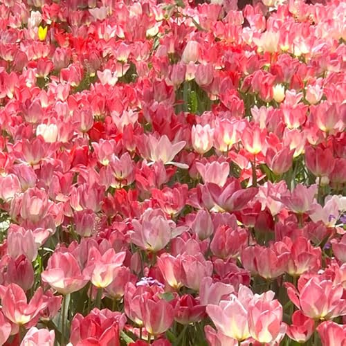 tulpenzwiebeln kaufen - balkongarten deko wildtulpen outdoor winterhart stauden mehrjährig 15pcs