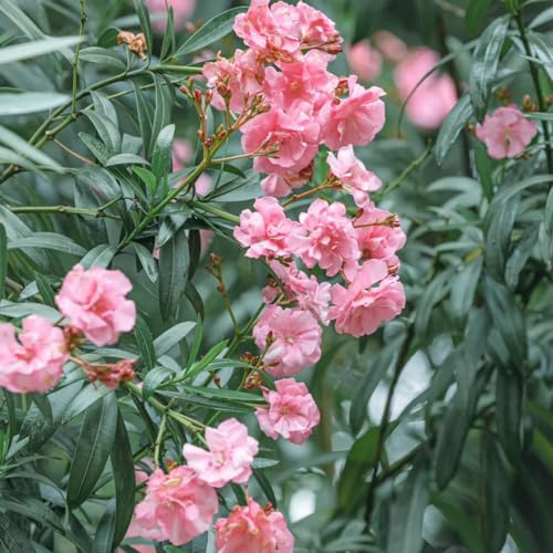 Semi di oleandro - semi di decorazioni giardino per esterni balcone giardino primaverili per i luoghi soleggiati vecchie varietà 7pcs