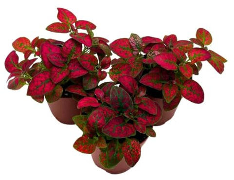BubbleBlooms Red Hypoestes phyllostachya 2 inch Set of 3 Flamingo Polka Dot Plant Tiny Mini Pixie Plants