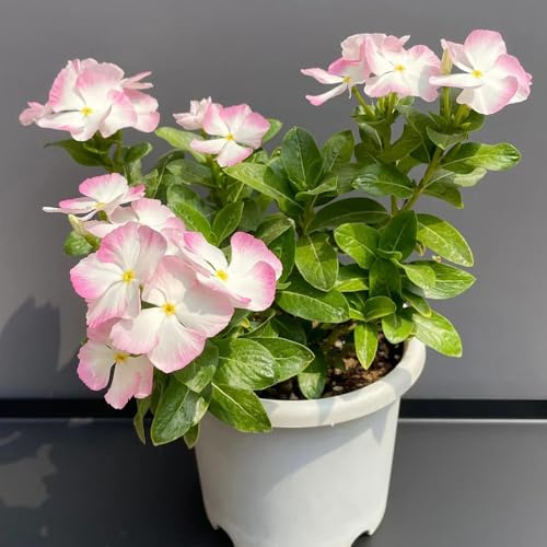 Semillas resistentes de arbustos de hoja perenne Catharanthus roseus raras, decoración sala estar semillas interior, otoño 100pcs