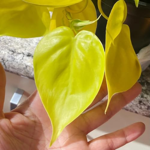 pothos appeso in vaso per luoghi soleggiati sospese decorazione recinzione viticci da ufficio, tetto verde rara decorazione murale verde rampicante decorazioni autunnali 200semi