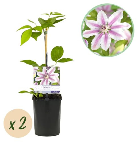 Kletterpflanze - Clematis Nelly Moser - Blüte Rosa - Wenig Pflege - 2 Pflanzen - 30-40cm - Ø10cm - Gartenpflanze