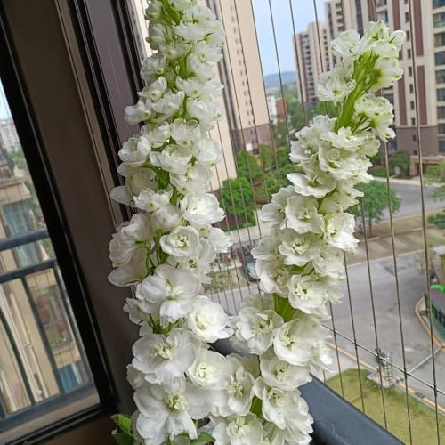 semi di delphinium - resistenti esterno biologici giardino perenni esotiche 220pcs