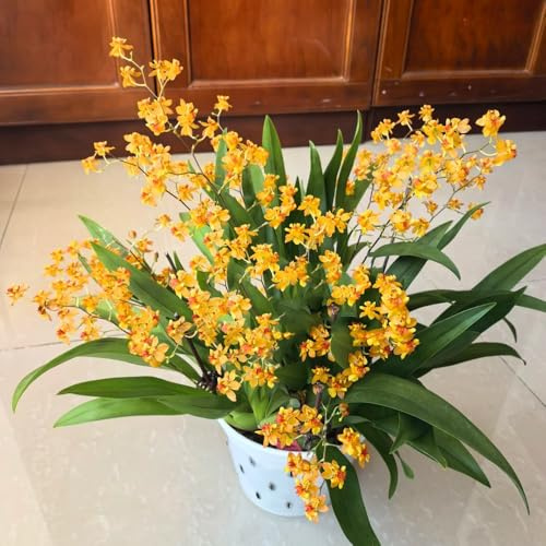 Semi di orchidea Oncidium - arredamento del soggiorno da ufficio resistenti per gli amanti del giardino semi di selvatici copertura terreno vecchie varietà 100pcs