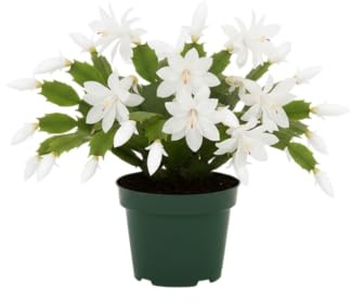 Schlumbergera Natural Cactus de Navidad DECOALIVE Ideal para Regalo