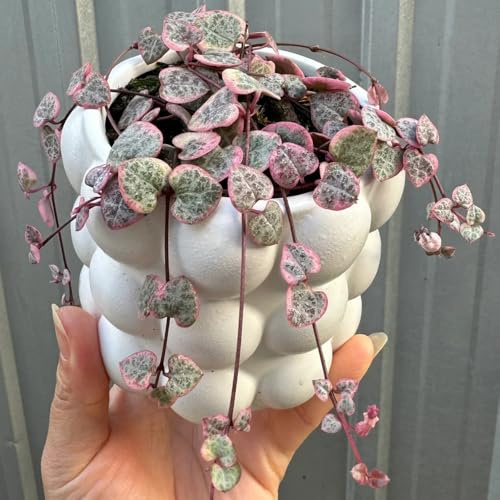 Semi di Ceropegia woodii, verdi, semi biologici di candeliere, da decorazione murale in vaso, pendenti Le da balcone sono 50pcs