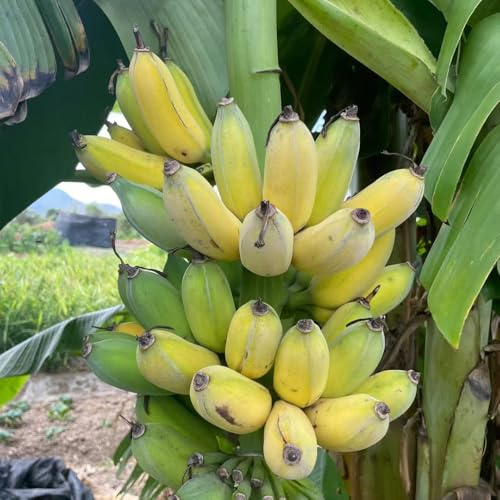 300 pezzi semi banana semi di banana, esotici freschi, da balcone giardino per uomini resistenti all'esterno,