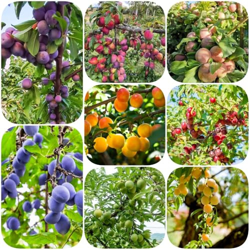 Pflaumenbaum, säulenobst alte sorten steingartenpflanzen obstbäume kaufen balkongewächshäuser geschenke für gärtner exotische balkonpflanzen seltene garten obstsamen obstpflanzen 50Samen