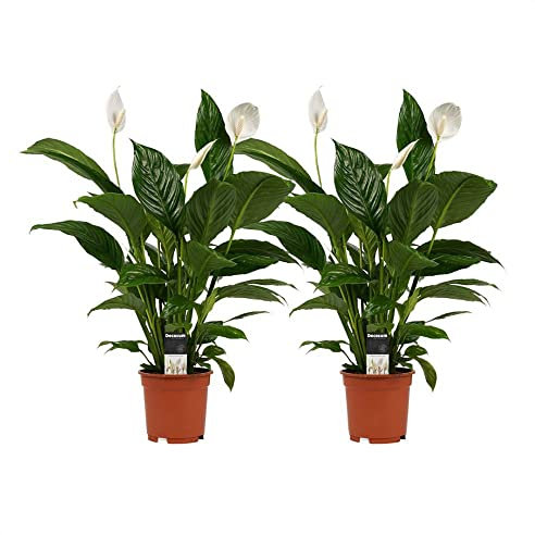 Spathiphyllum Pack 2 Plantas de Espatifilo Lirios de la Paz Plantas Naturales de Interior