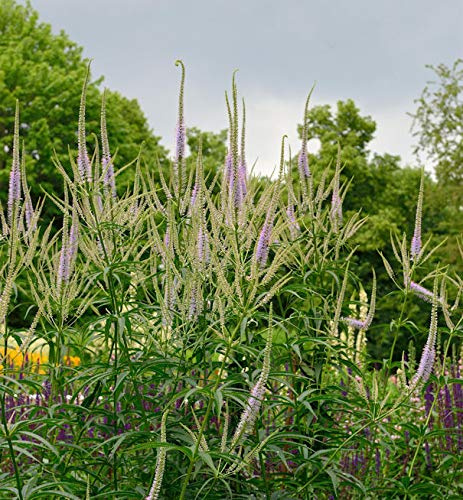 Virginischer Riesen Ehrenpreis Lavendelturm - Veronicastrum virginicum - lebende Gartenpflanze aus den Baumschulen