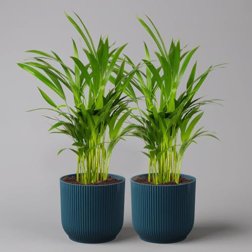 Goldfruchtpalme in Übertopf Vibes blau, Topf-Ø 13 cm, Höhe ca. 20-30 cm, 2er-Set