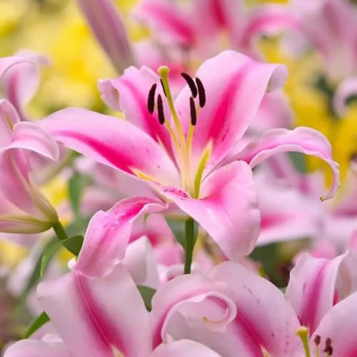 lilien blumenzwiebeln mehrjährig winterhart, frühlingsblüher zimmerpflanze gartenblumen balkonpflanzen winterhart frühlingsblumen 15zwiebeln