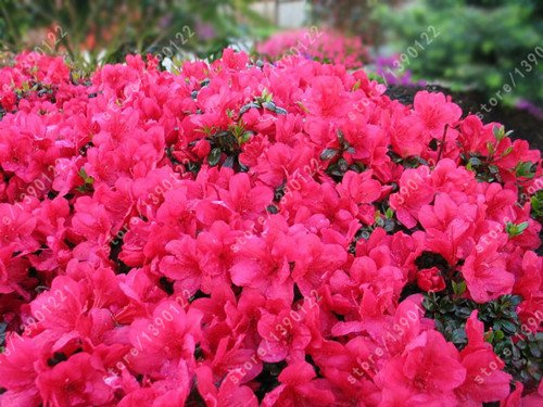 Graines Japonaises Azalées En Sachets, Azalées Rhododendrons, Graines De Fleurs Du Rag Bonsaï À Faire Soi-Même Maison Jardin