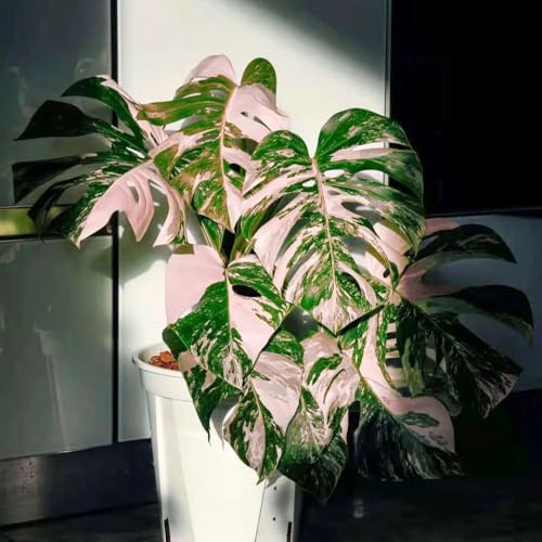 semillas de monstera decoracion sala estar resistentes para el jardín interior 120pcs