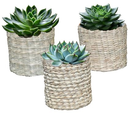 Green Me Up Mini Sukkulenten - Babypflanzen Trio Echeveria - 3er Set im 9 cm Topf - inkl. Mica Seegraskörbe Ø10 cm - pflegeleicht - frisch aus der Gärtnerei - sonniger bis heller Standort
