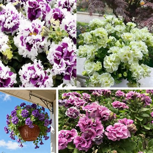 Double Petunia Seeds for Planting, 300+ Mixed Rare Ipomoea Seeds, Perennial Flowers, Non-GMO Heirloom Ipomoea Seed for Home Garden, Potted Decoration