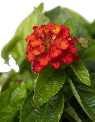 Lantana Camara Natural La Flor que Atraerá a Mariposas y Abejas a Tu Jardín