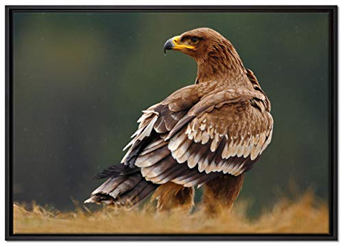 Pixxprint Falke mit Gefieder Leinwandbild 100x70 cm im Bilderahmen, Wandbild, Schattenfugenrahmen, Kein Poster